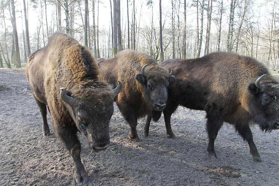 13-wisent-gruppe in wisentreservat 